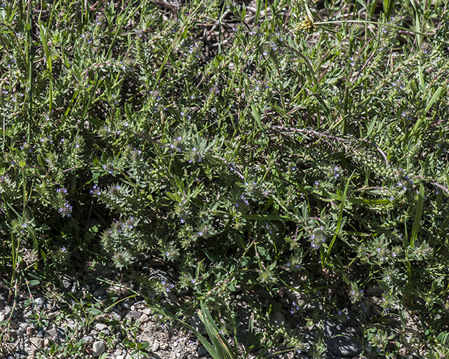 Prostrate Verbena Plant
