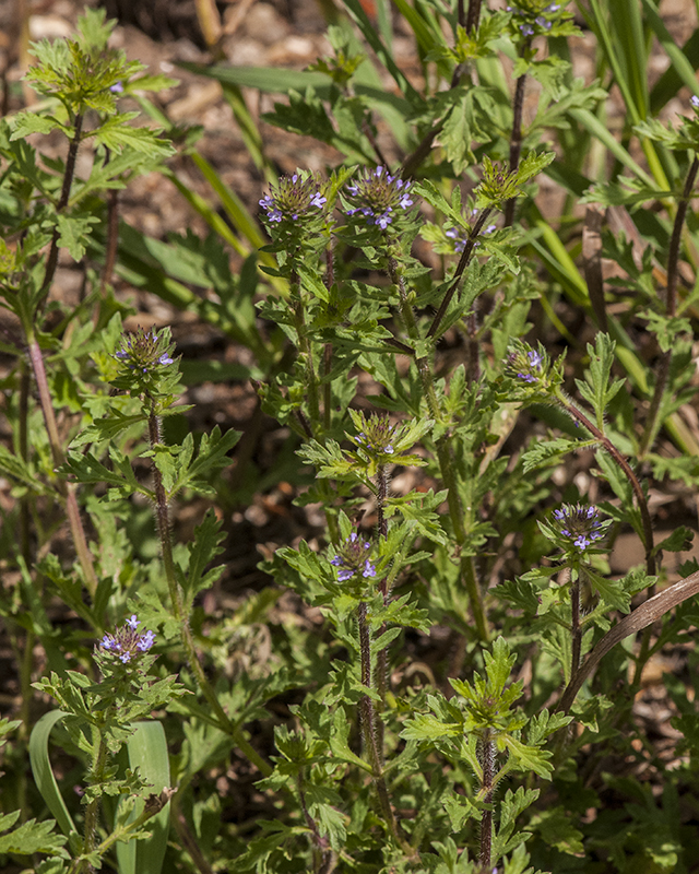 Prostrate Verbena Plant