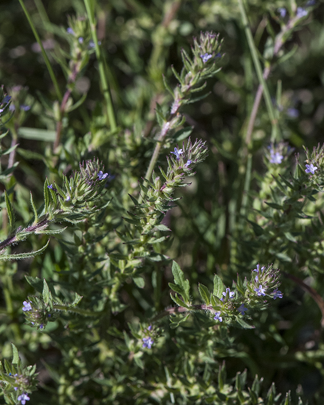 Prostrate Verbena Stem