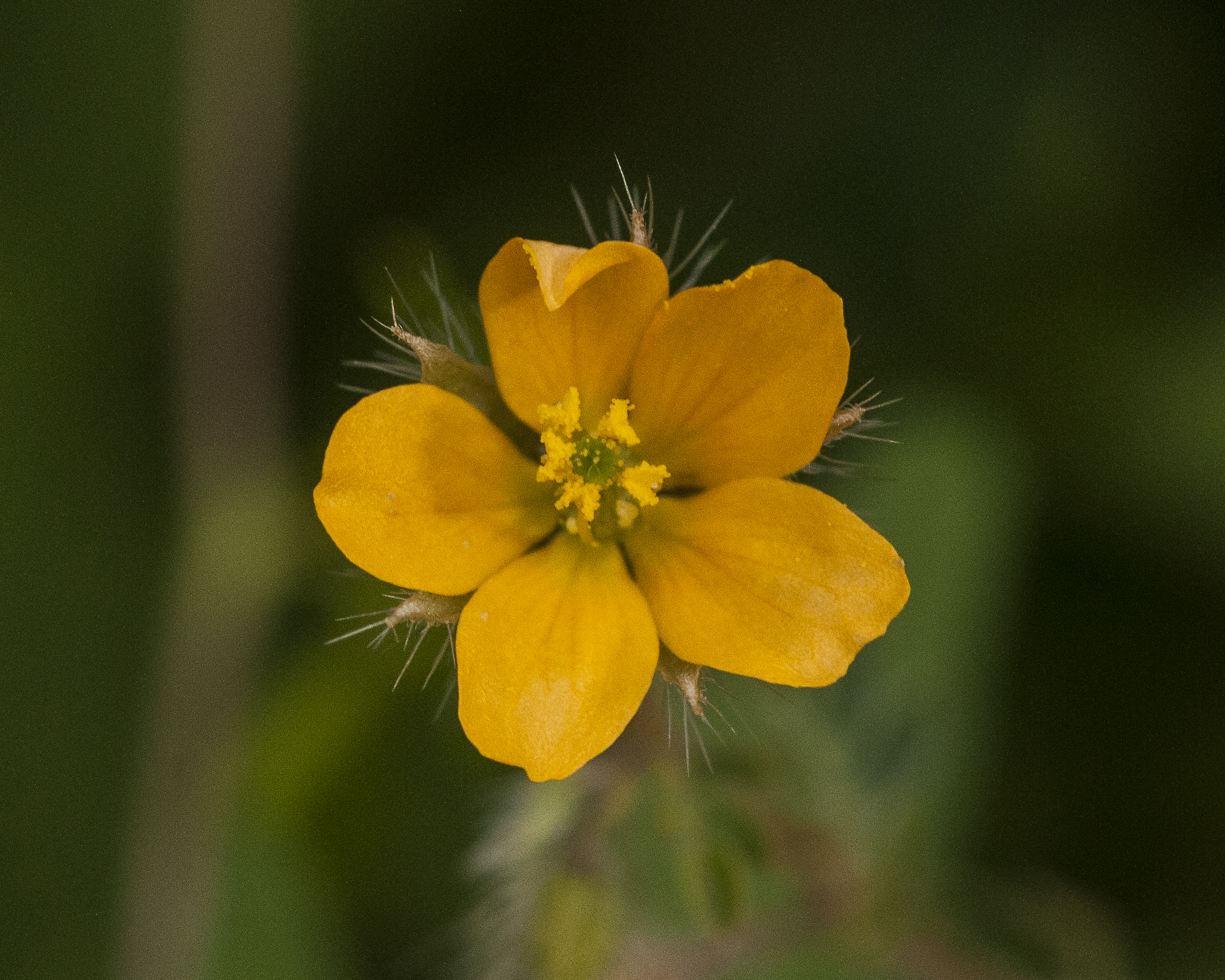 Puncture Vine Flower