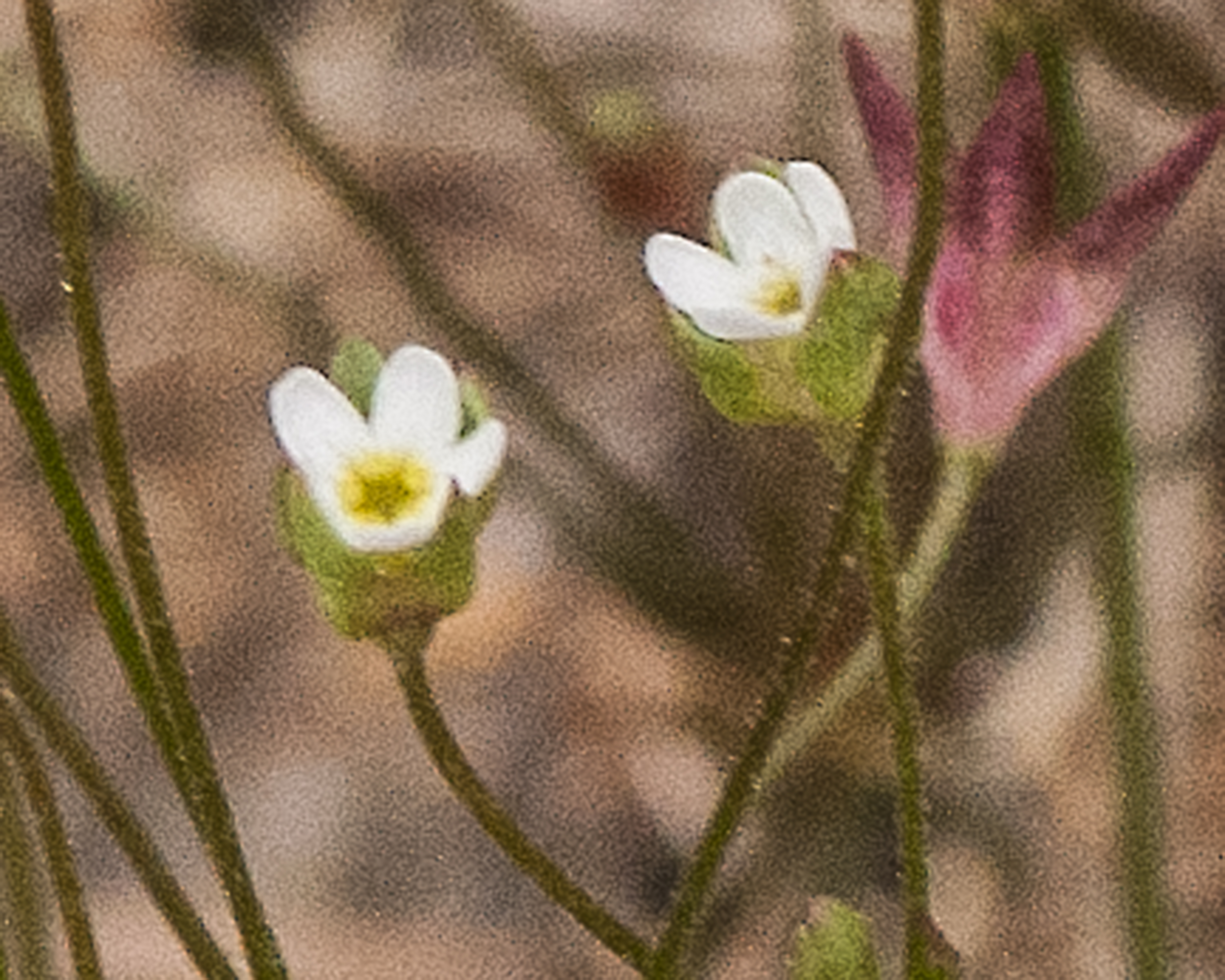 Pygmyflower Rockjasmine Flower