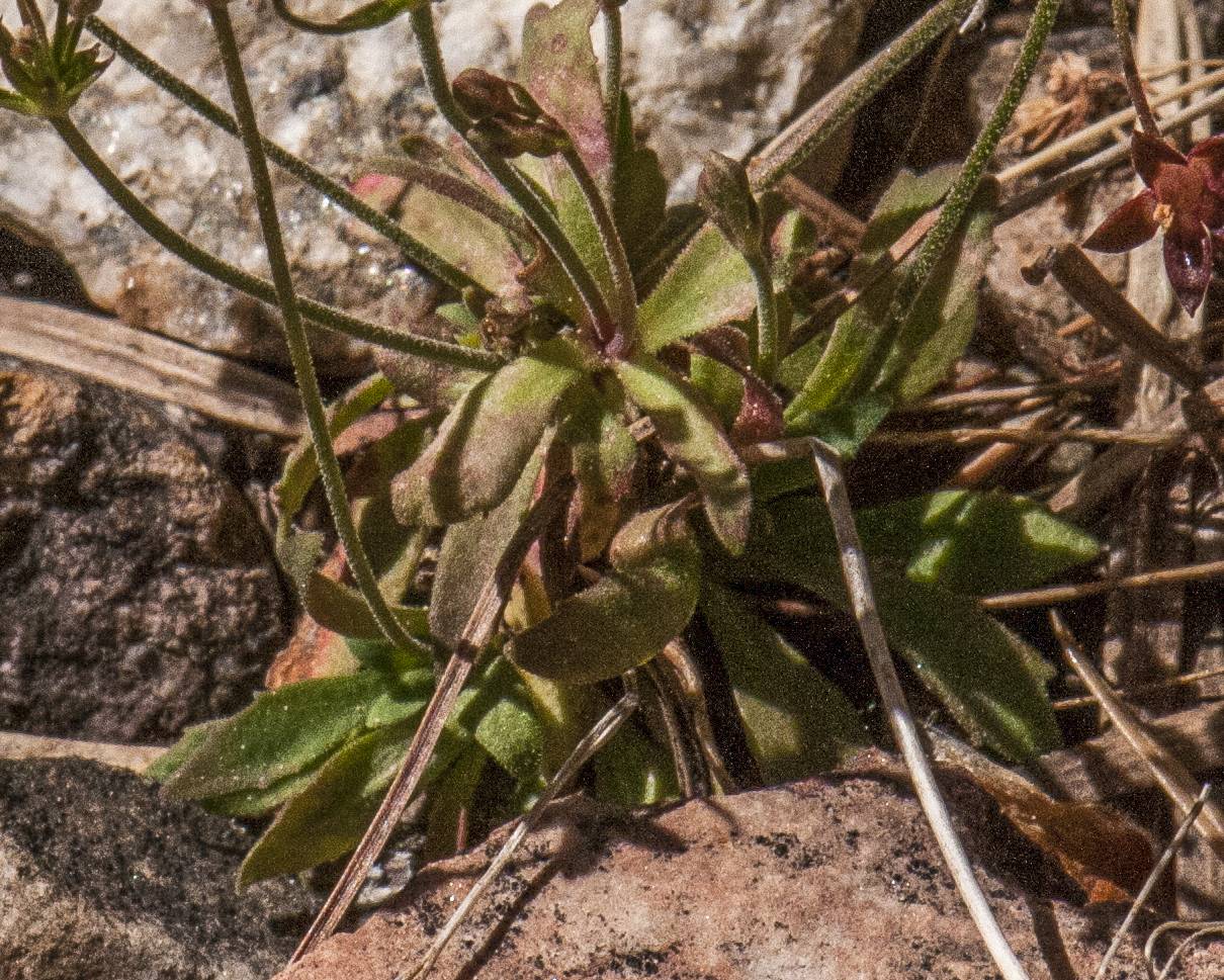 Pygmyflower Rockjasmine Leaves