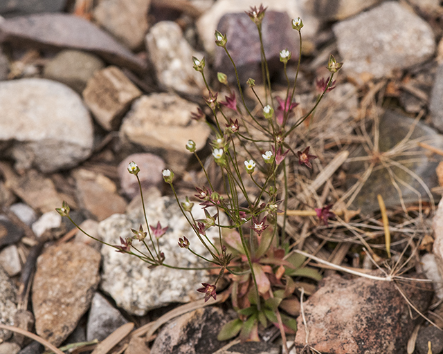 Pygmyflower Rockjasmine Plant