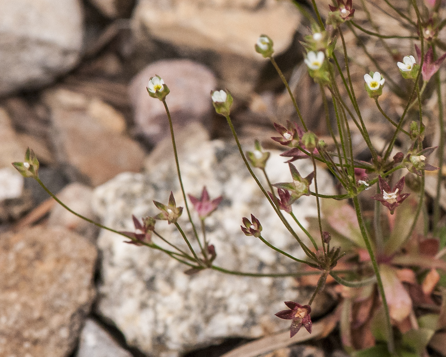 Pygmyflower Rockjasmine Stem