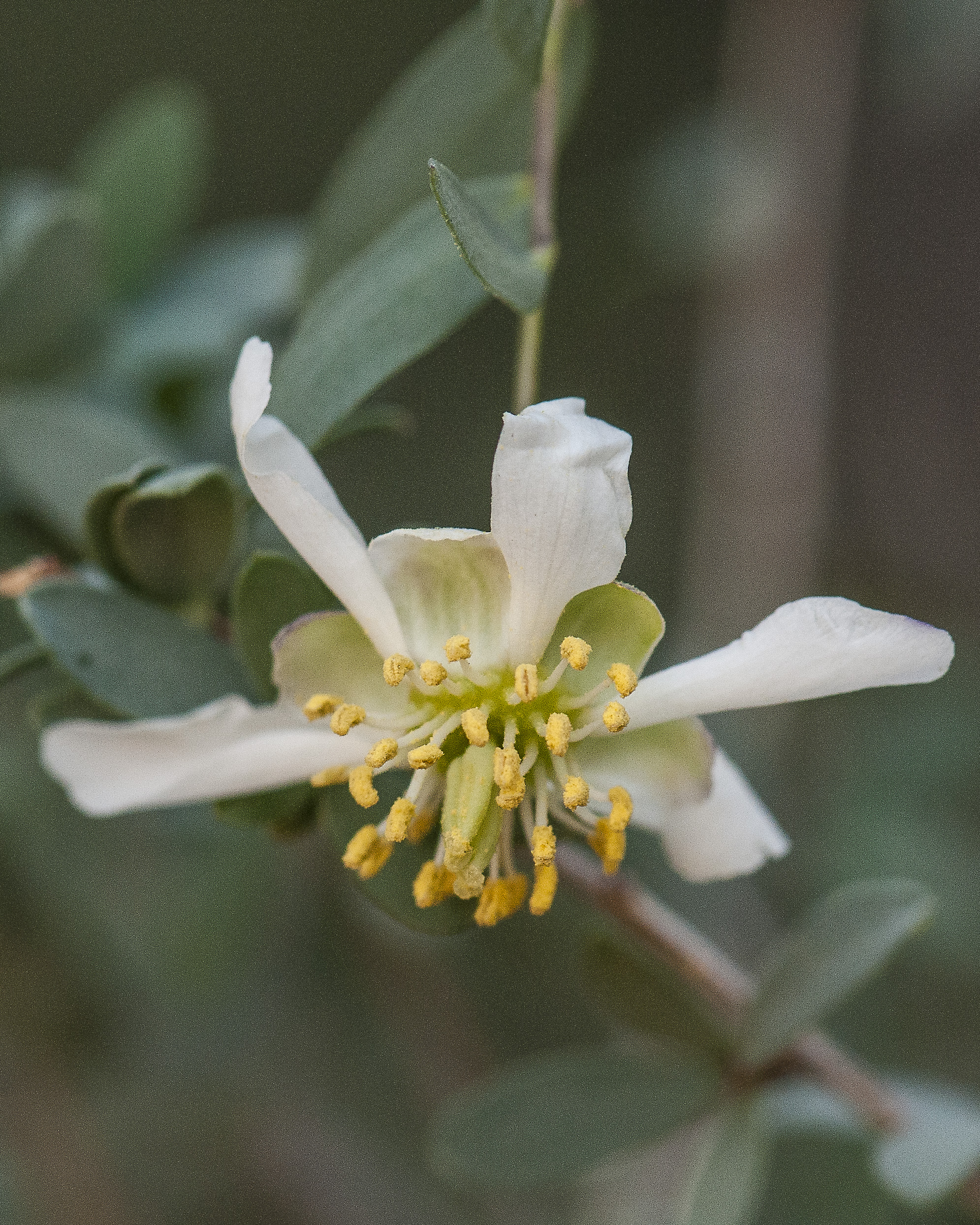 Ragged Rockflower Flower