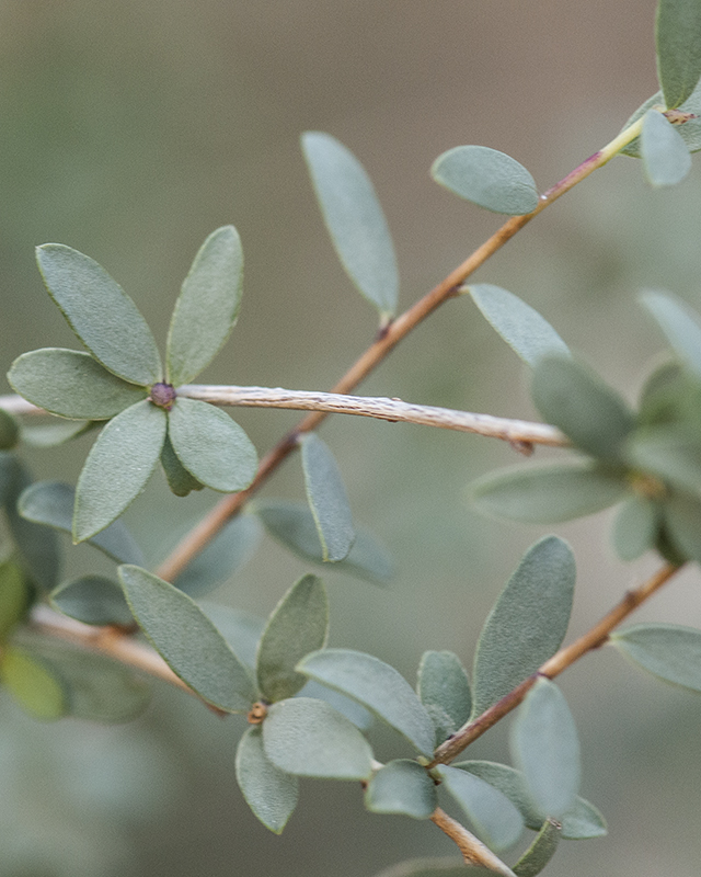 Ragged Rockflower Leaves