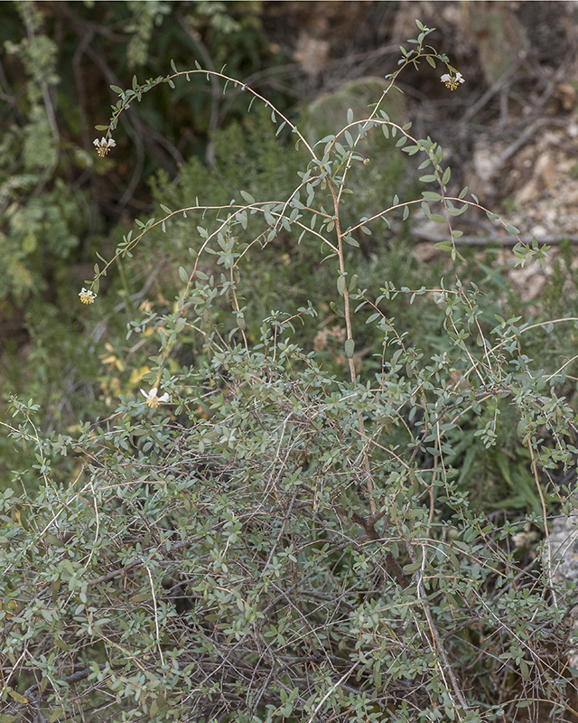 Ragged Rockflower Plant