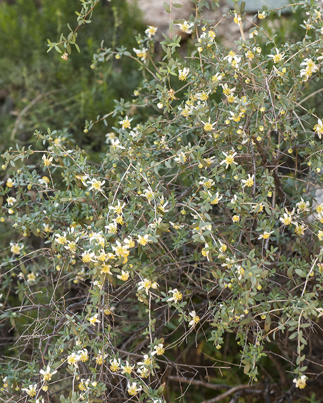 Ragged Rockflower Plant