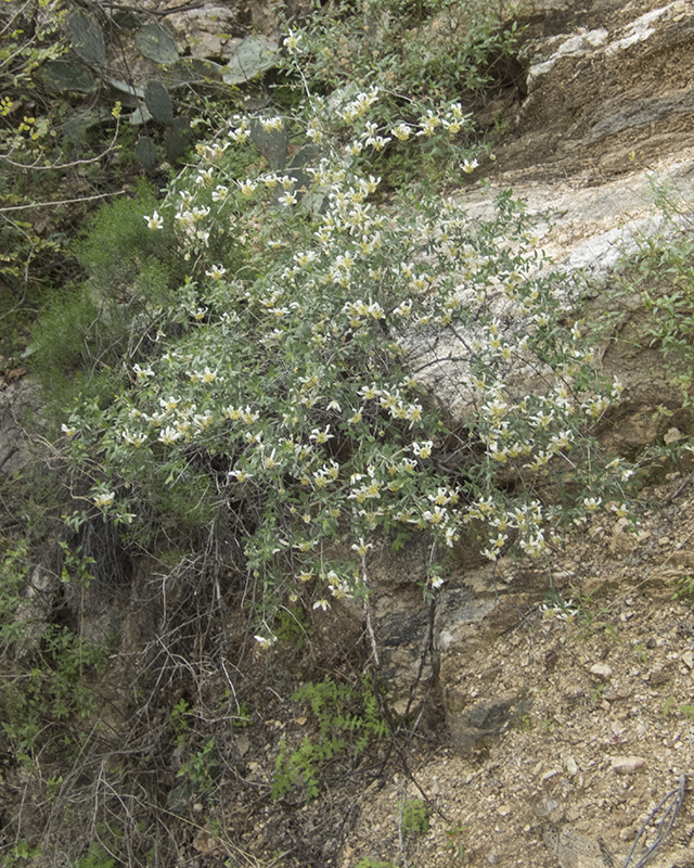 Ragged Rockflower Plant