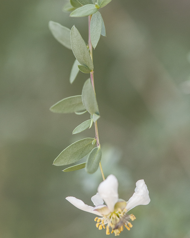 Ragged Rockflower Stem