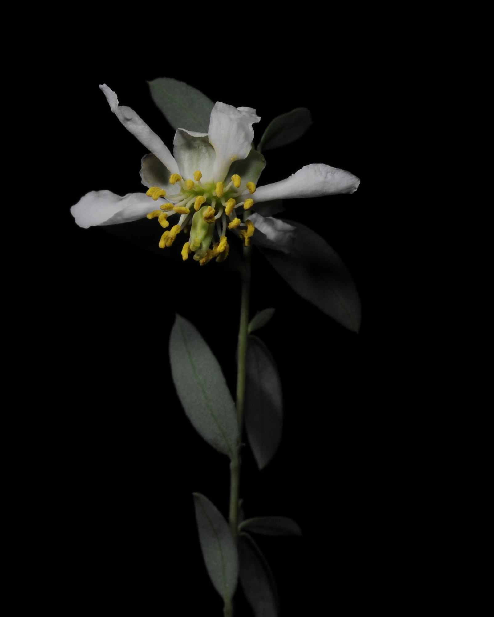 Ragged Rockflower Flower