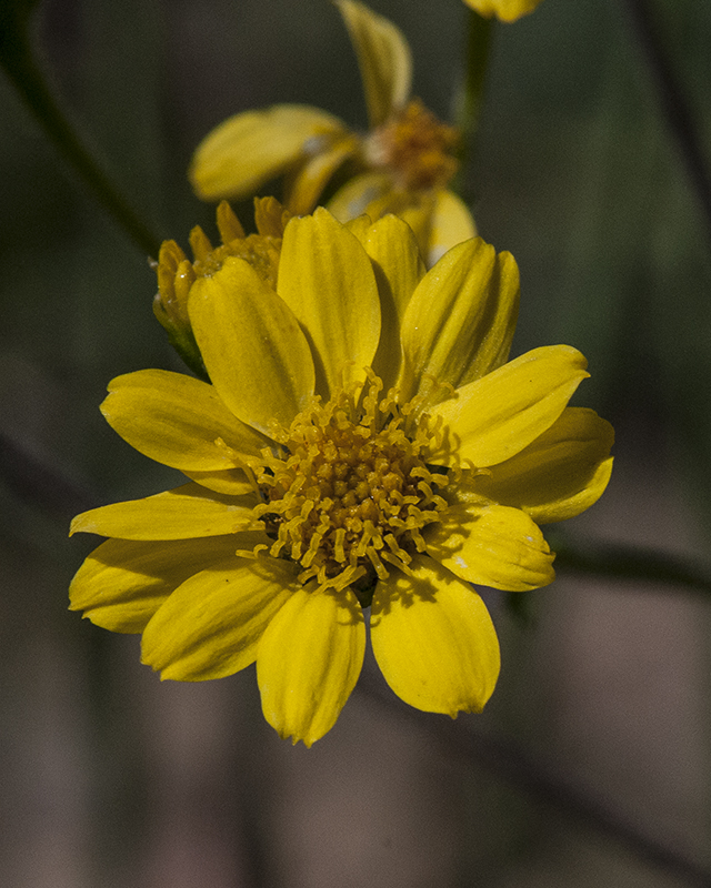 Ragleaf Bahia Flower