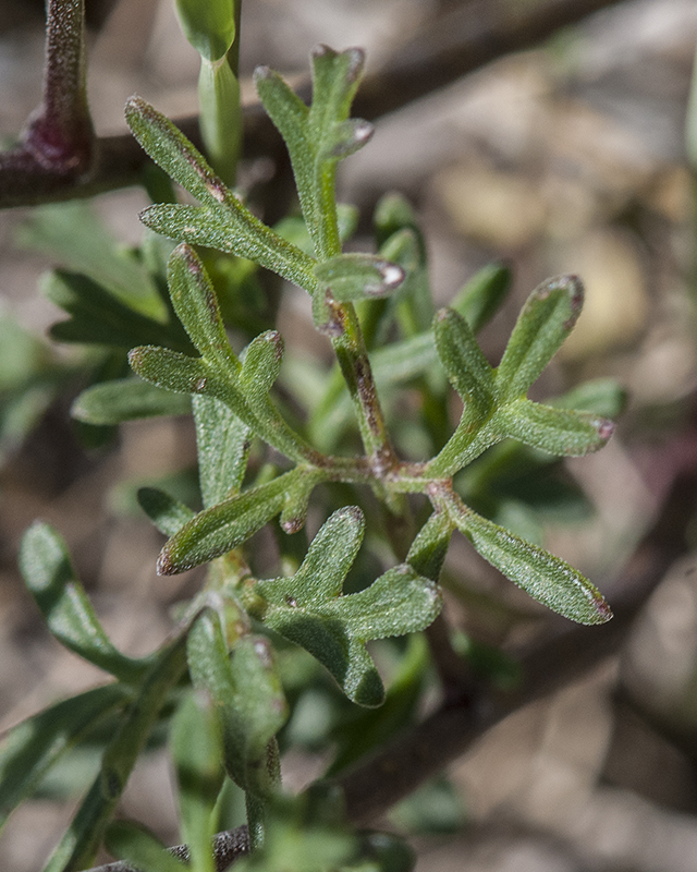 Ragleaf Bahia Leaves