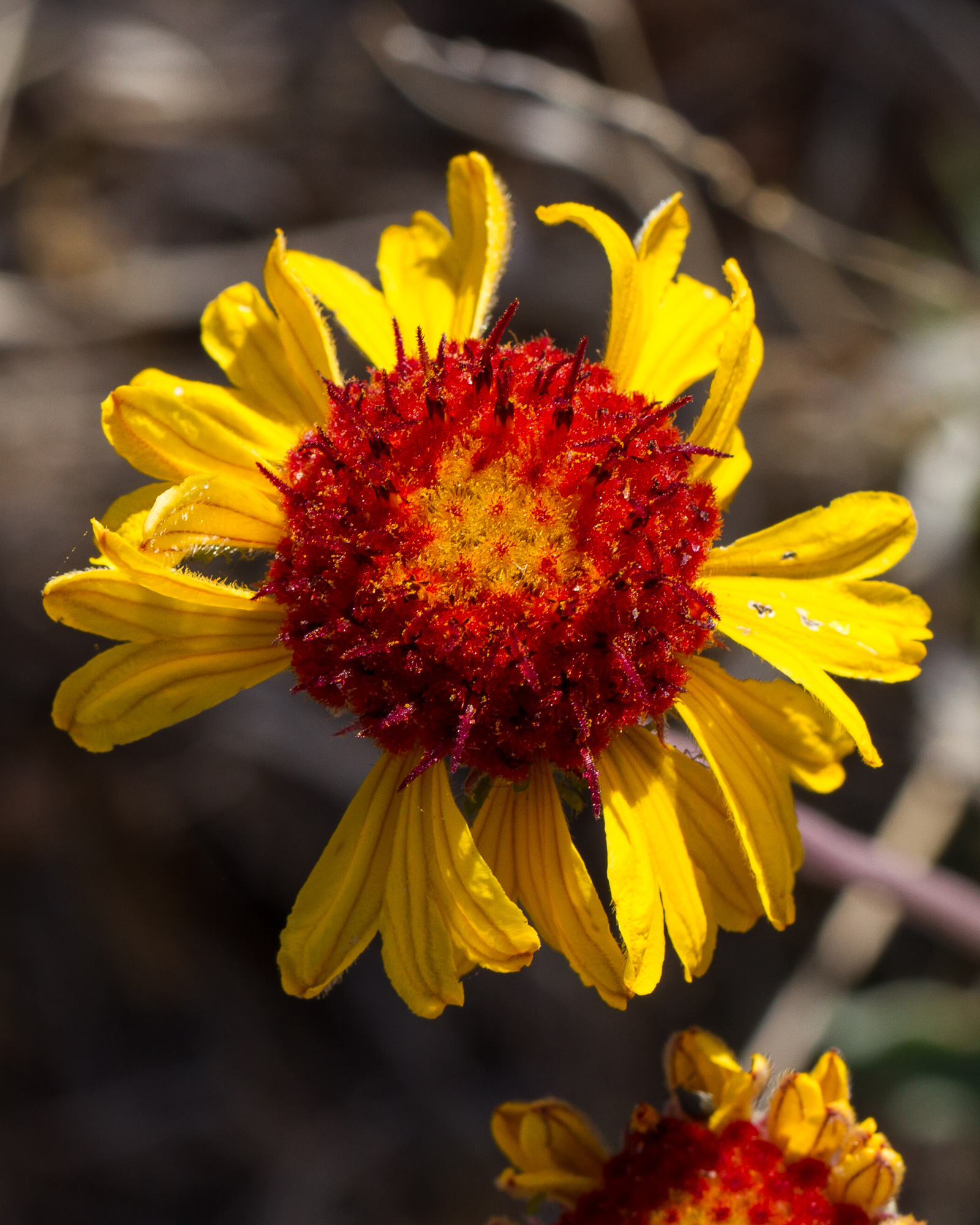 Red Dome Blanketflower Flower