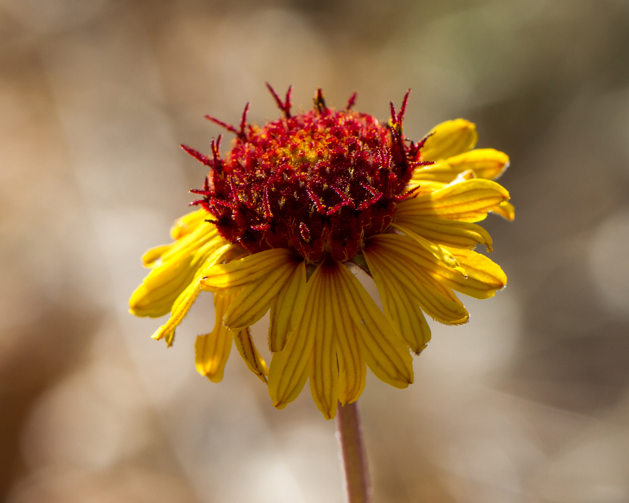 Red Dome Blanketflower Flower