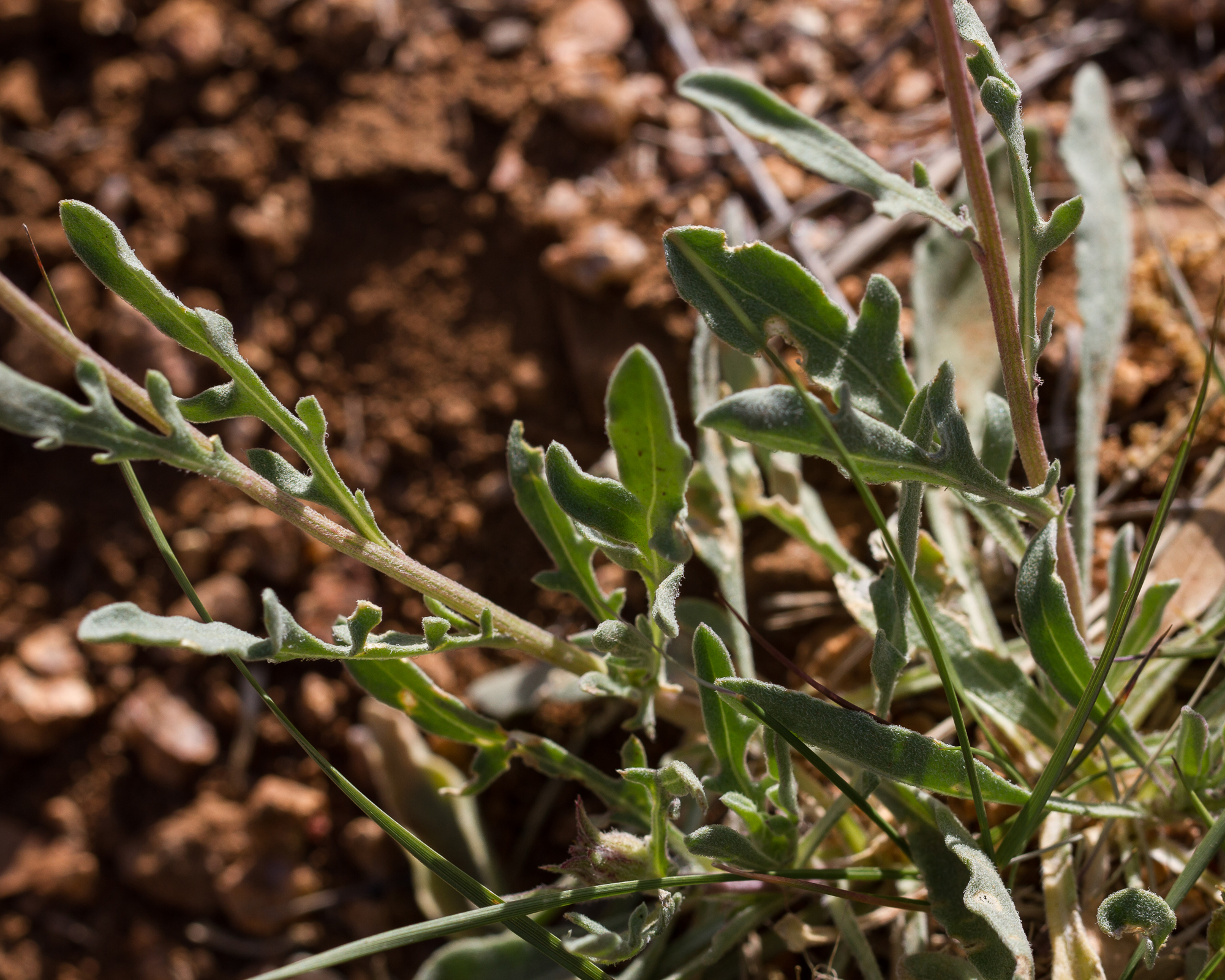 Red Dome Blanketflower Leaves