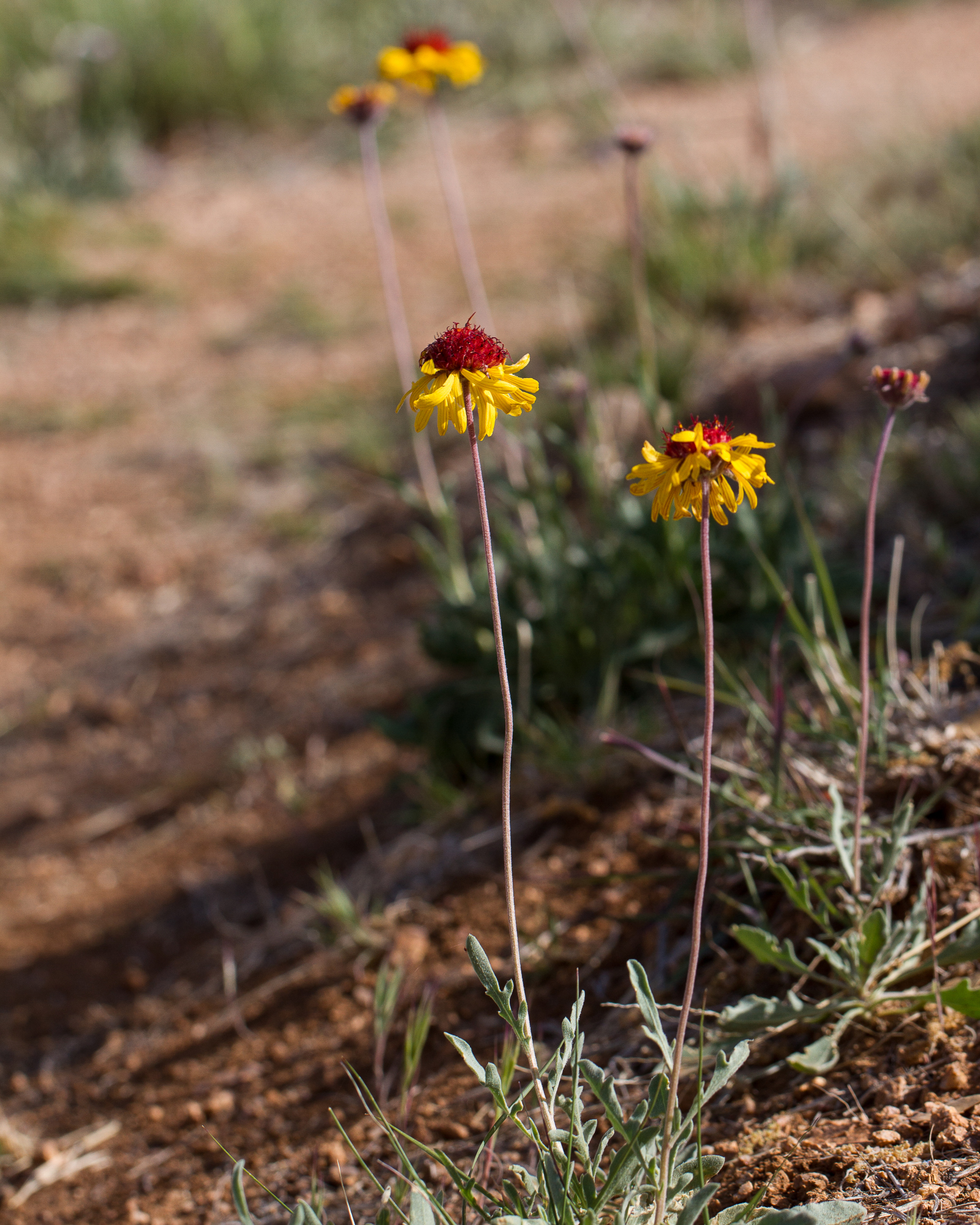 Red Dome Blanketflower Plant