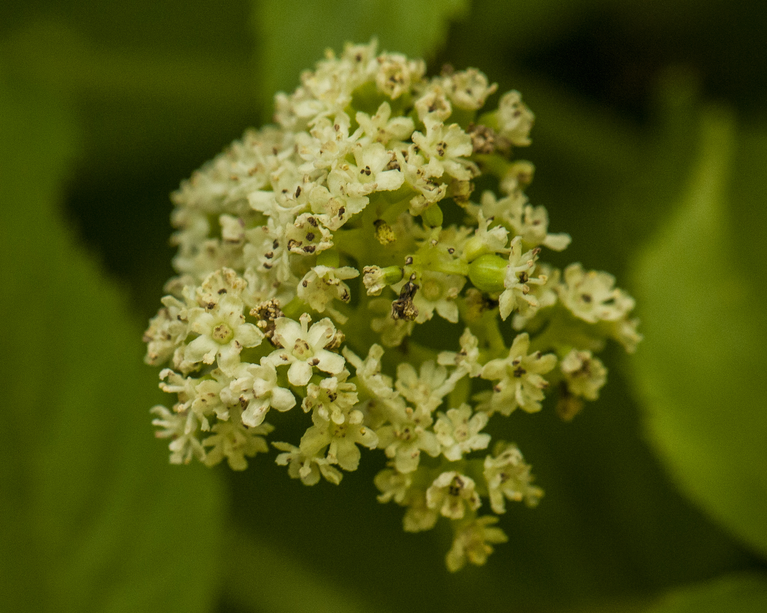 Red Elderberry Flower