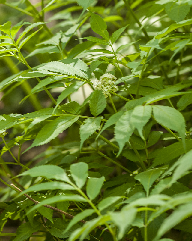 Red Elderberry Plant