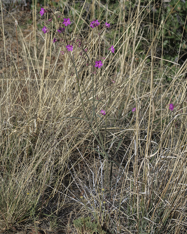 Red Four O'Clock Plant