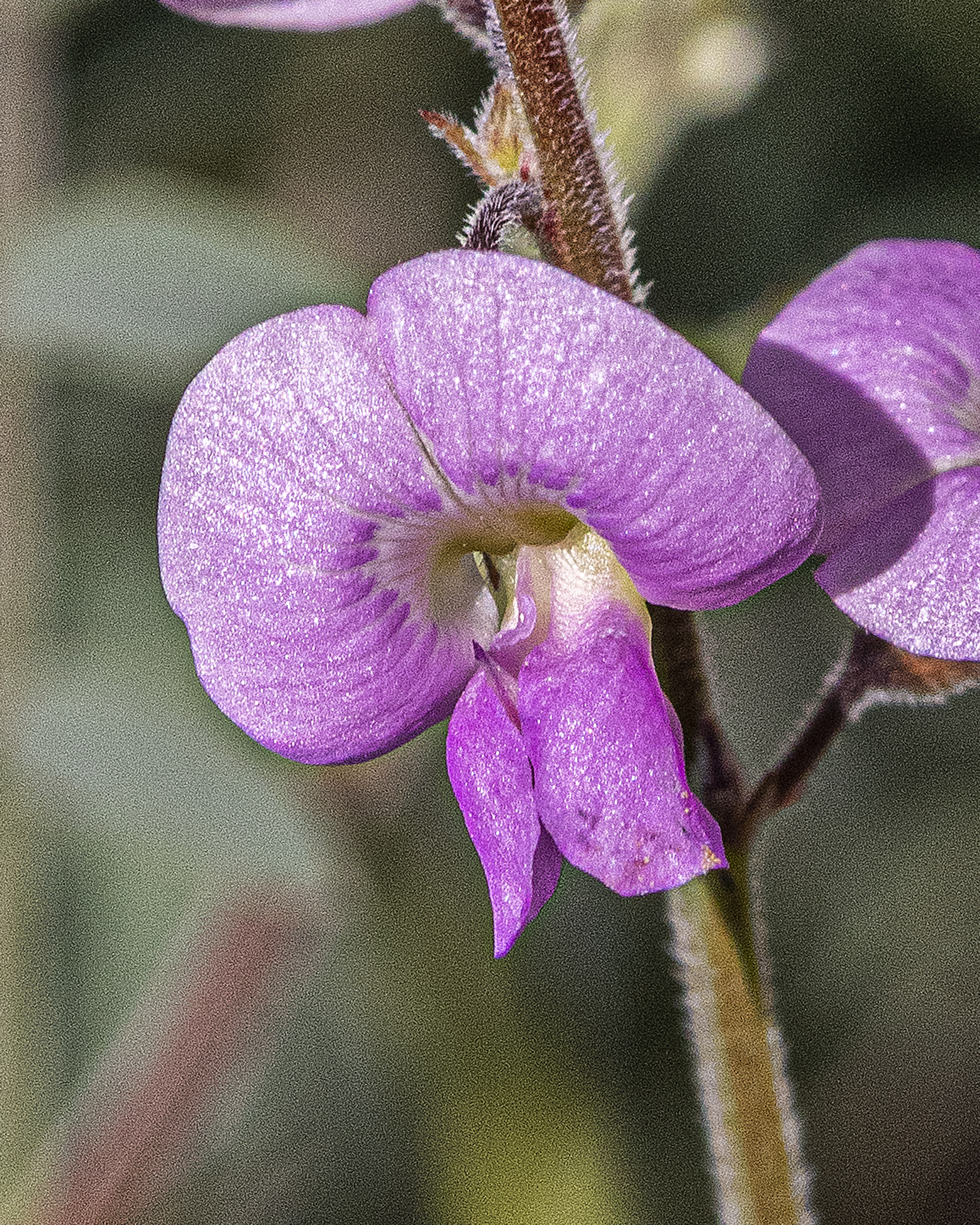 Red Hoary-Pea Flower