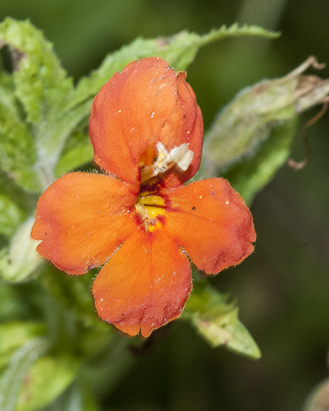 Red Monkeyflower Flower