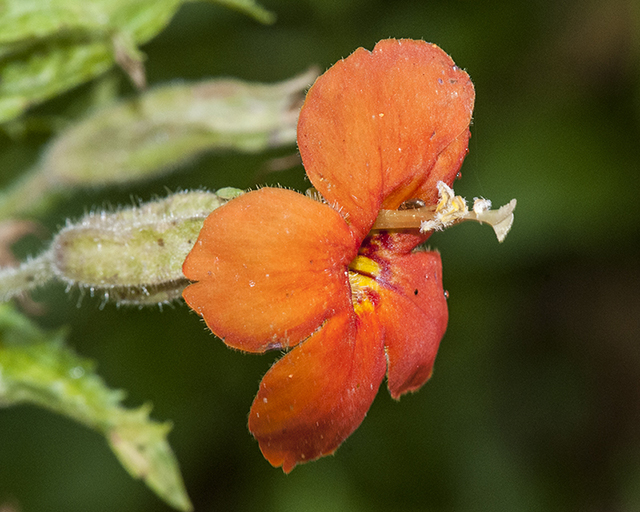 Red Monkeyflower Flower