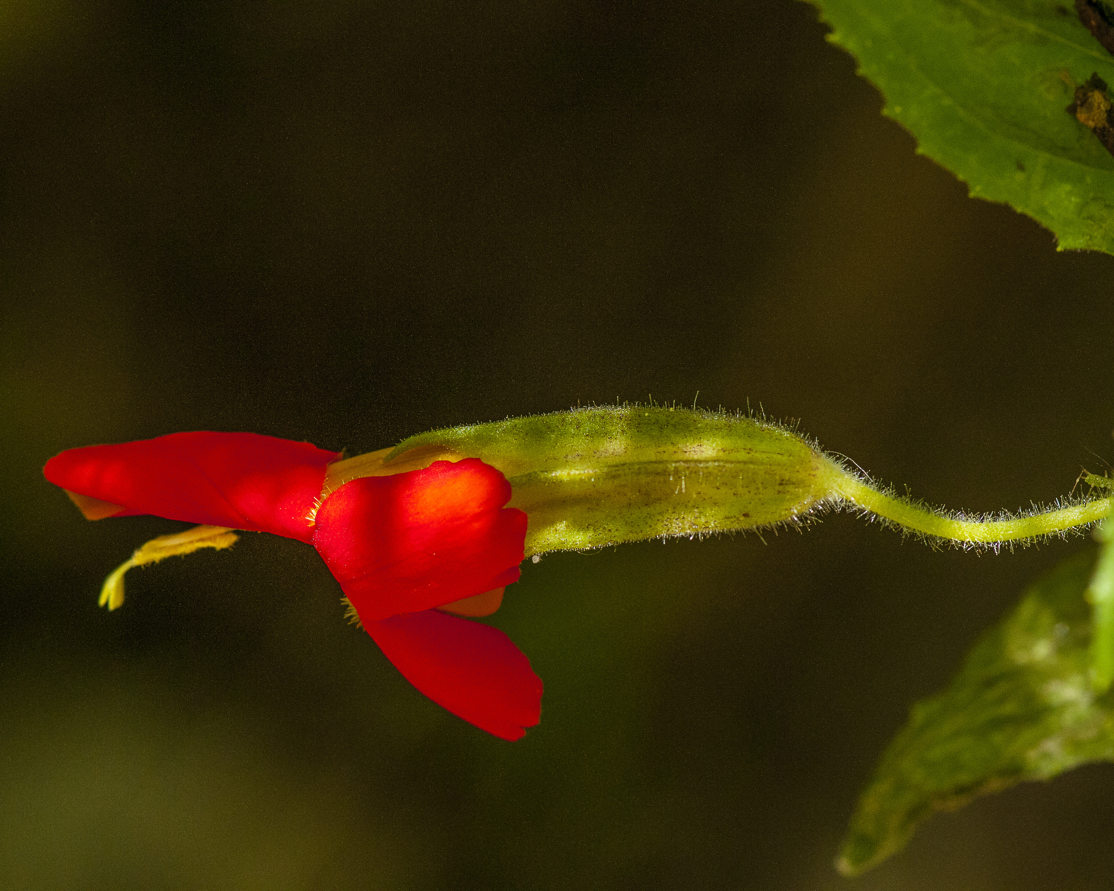 Red Monkeyflower Flower