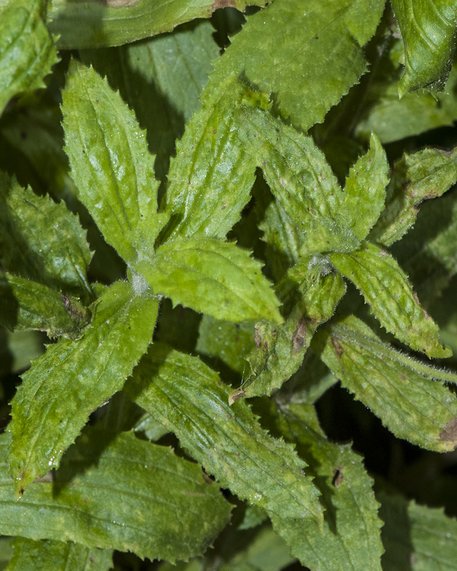 Red Monkeyflower Leaves