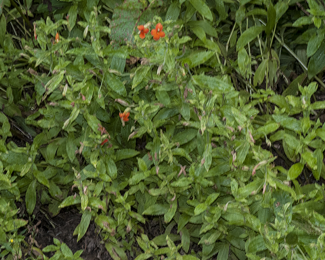 Red Monkeyflower Plant