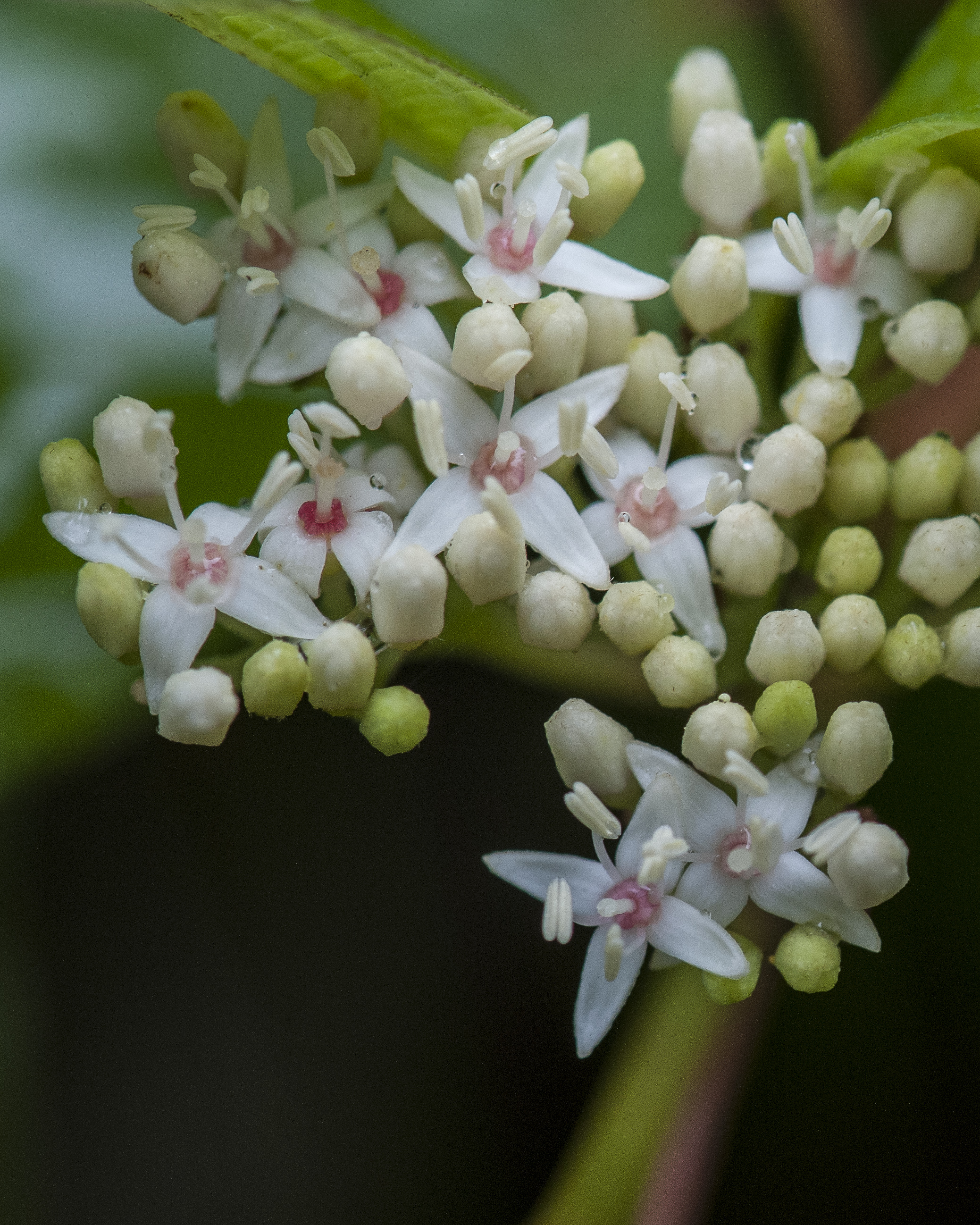 Redosier Dogwood Flower