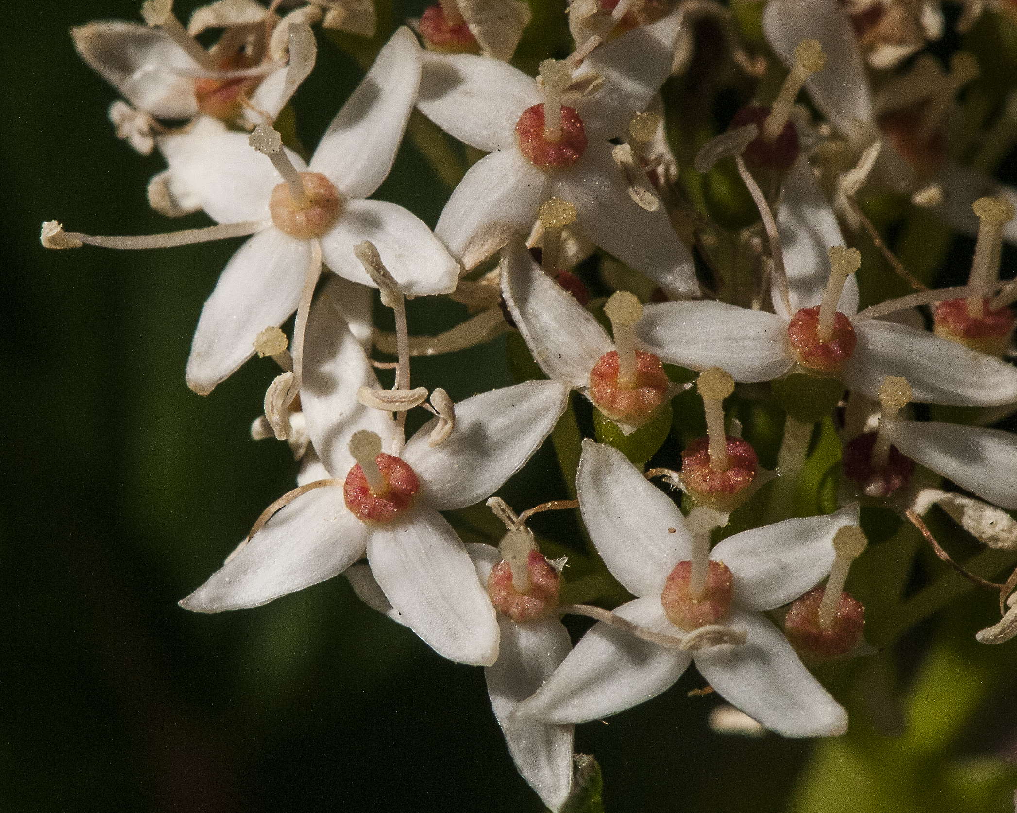 Redosier Dogwood Flower