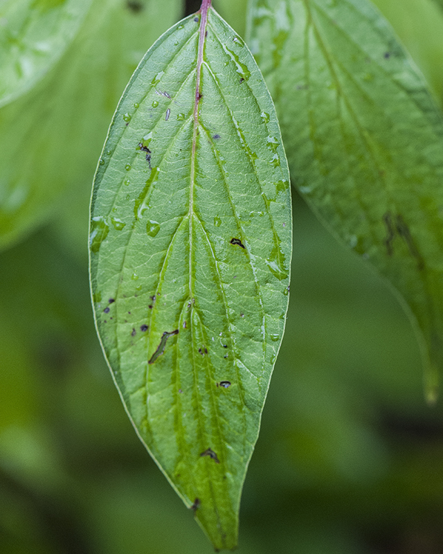 Redosier Dogwood Leaves