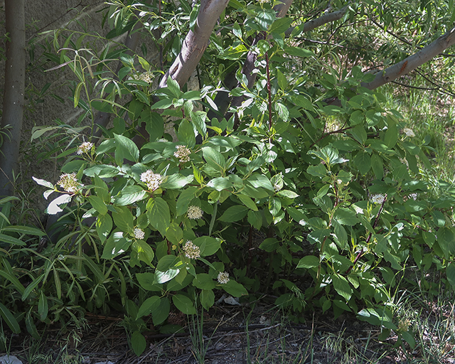 Redosier Dogwood Plant