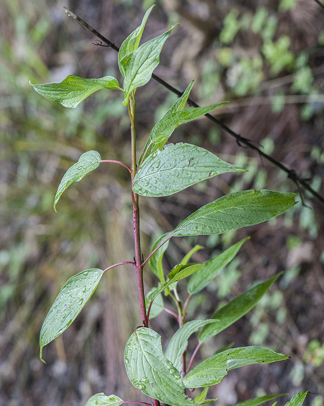 Redosier Dogwood Stem