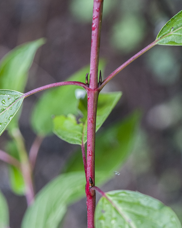 Redosier Dogwood Stem