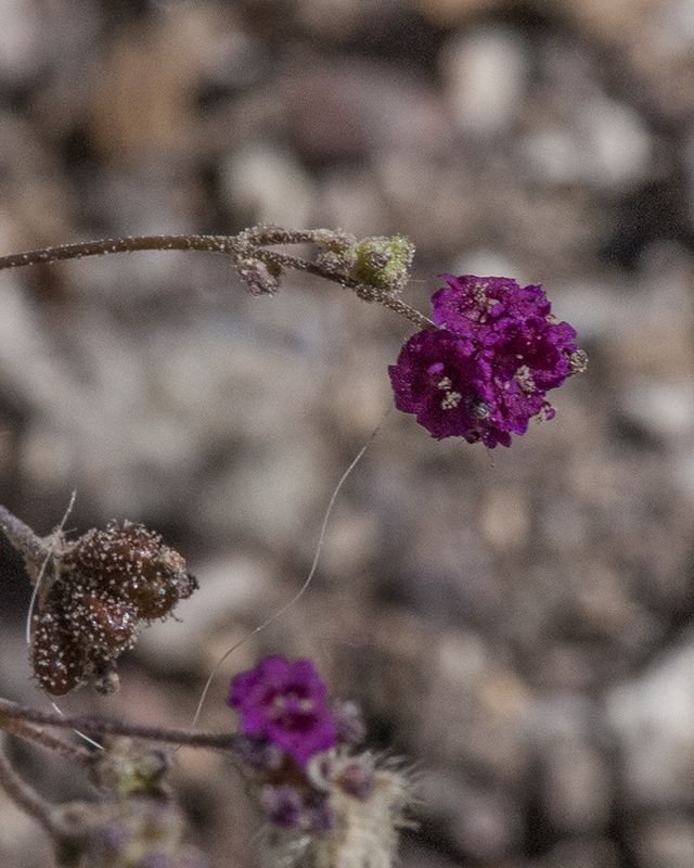 Red Spiderling Flower