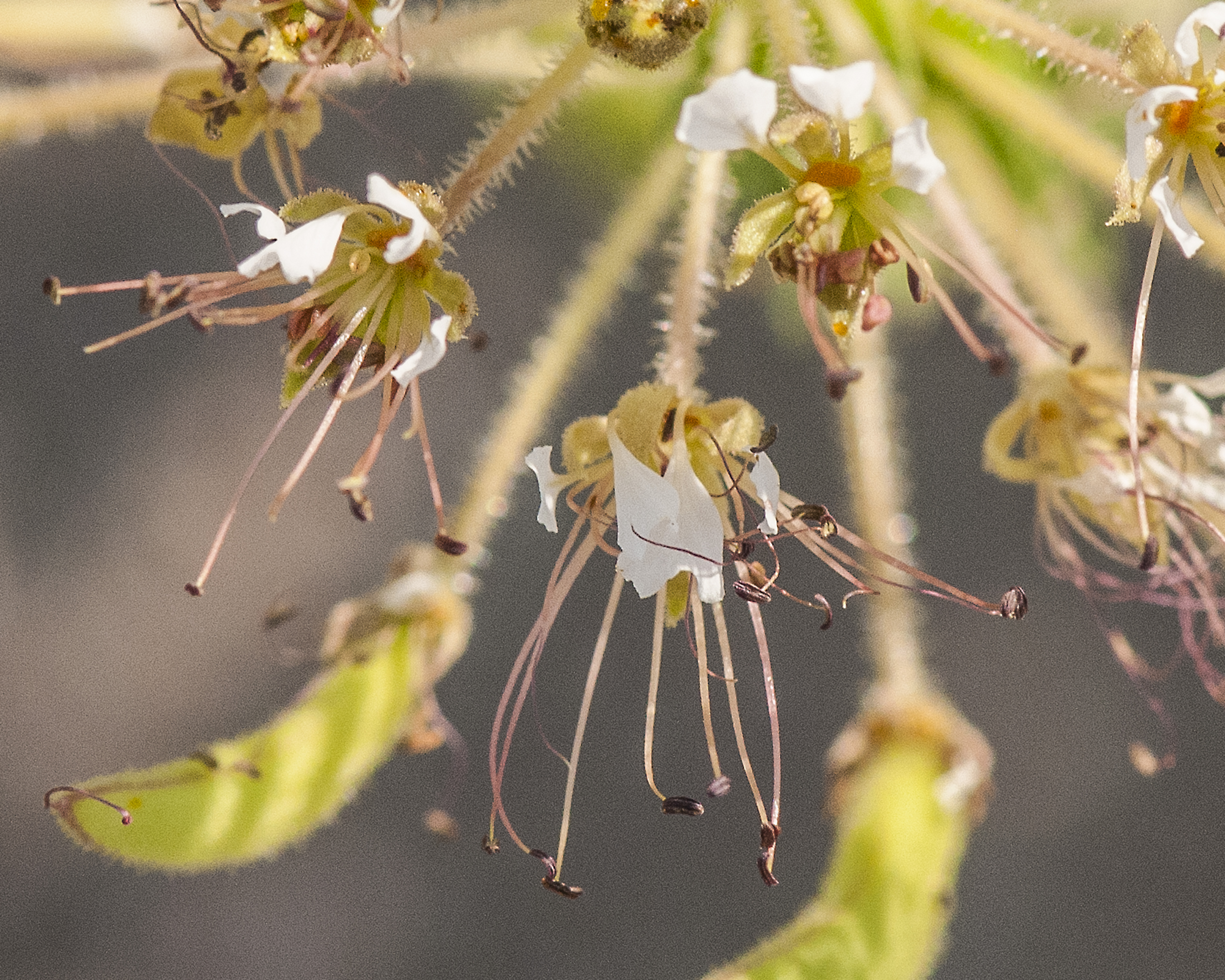 Redwhisker Clammyweed Flower