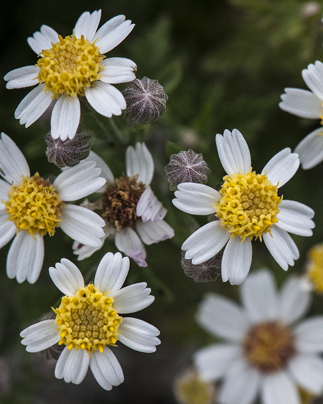 Rock Daisy Flower