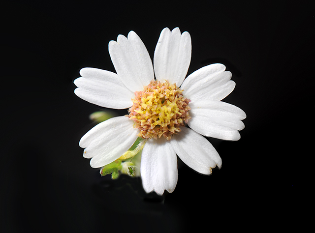 Rock Daisy Flower