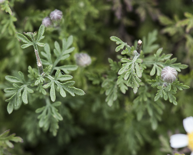 Rock Daisy Leaves