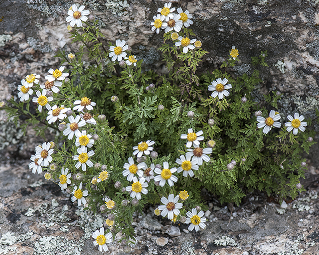 Rock Daisy Plant