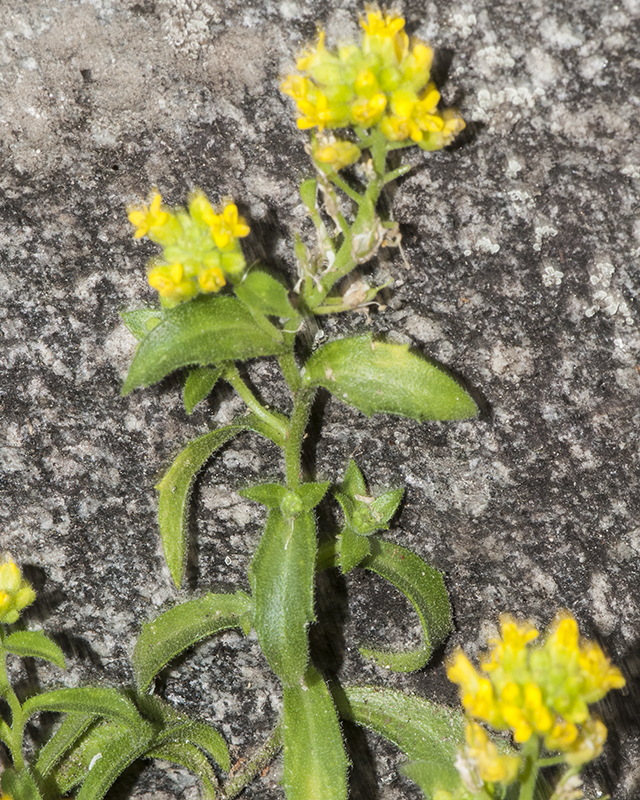 Rock Draba Leaves