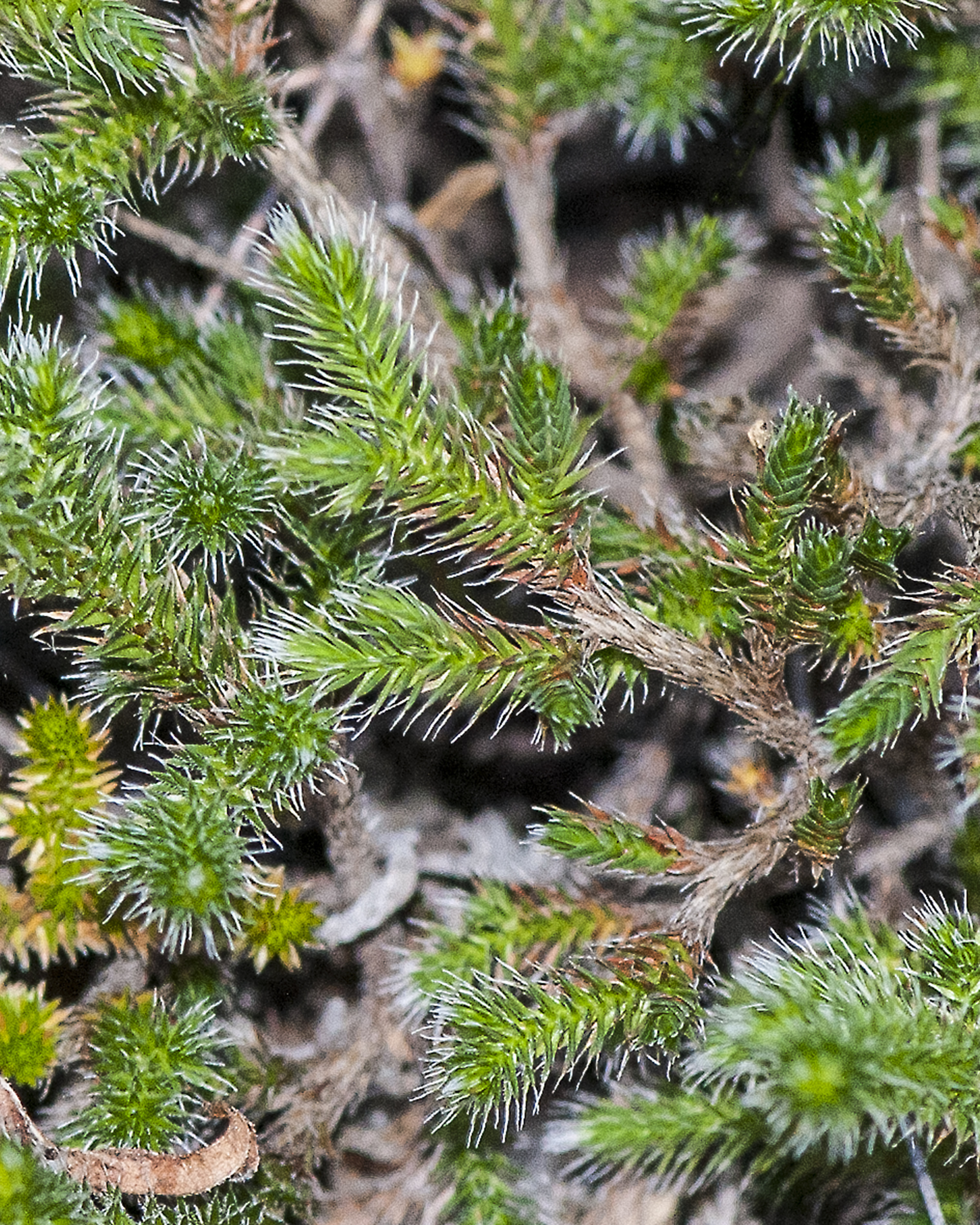 Rockloving Spikemoss Stem