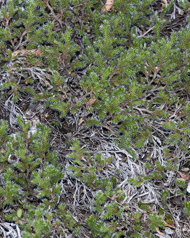 Rockloving Spikemoss Plant