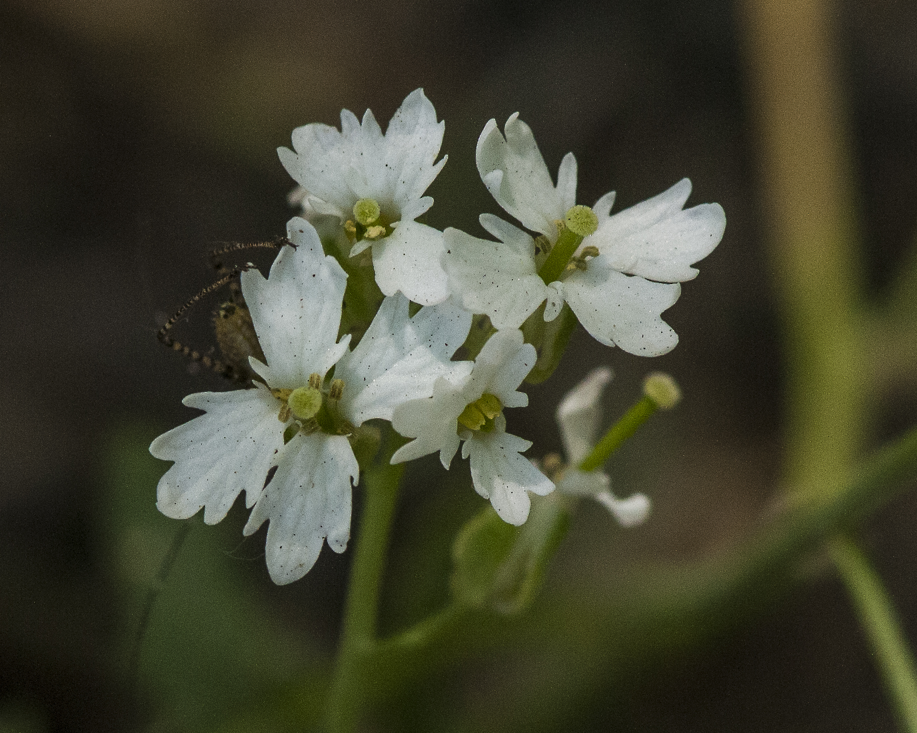 Rock Mustard Flower