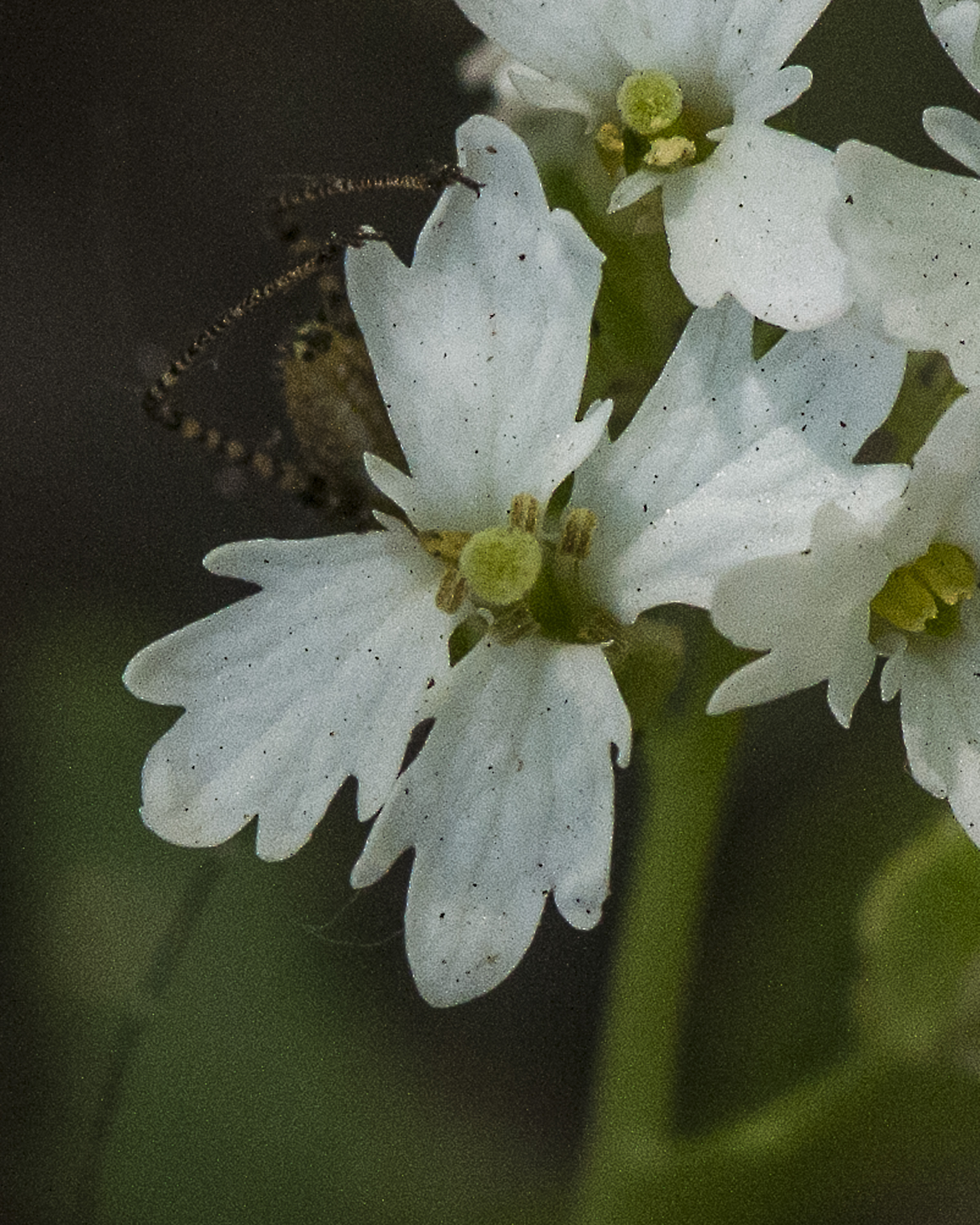 Rock Mustard Flower