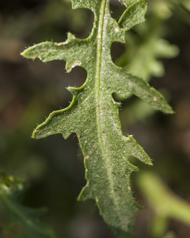 Rock Mustard Leaves