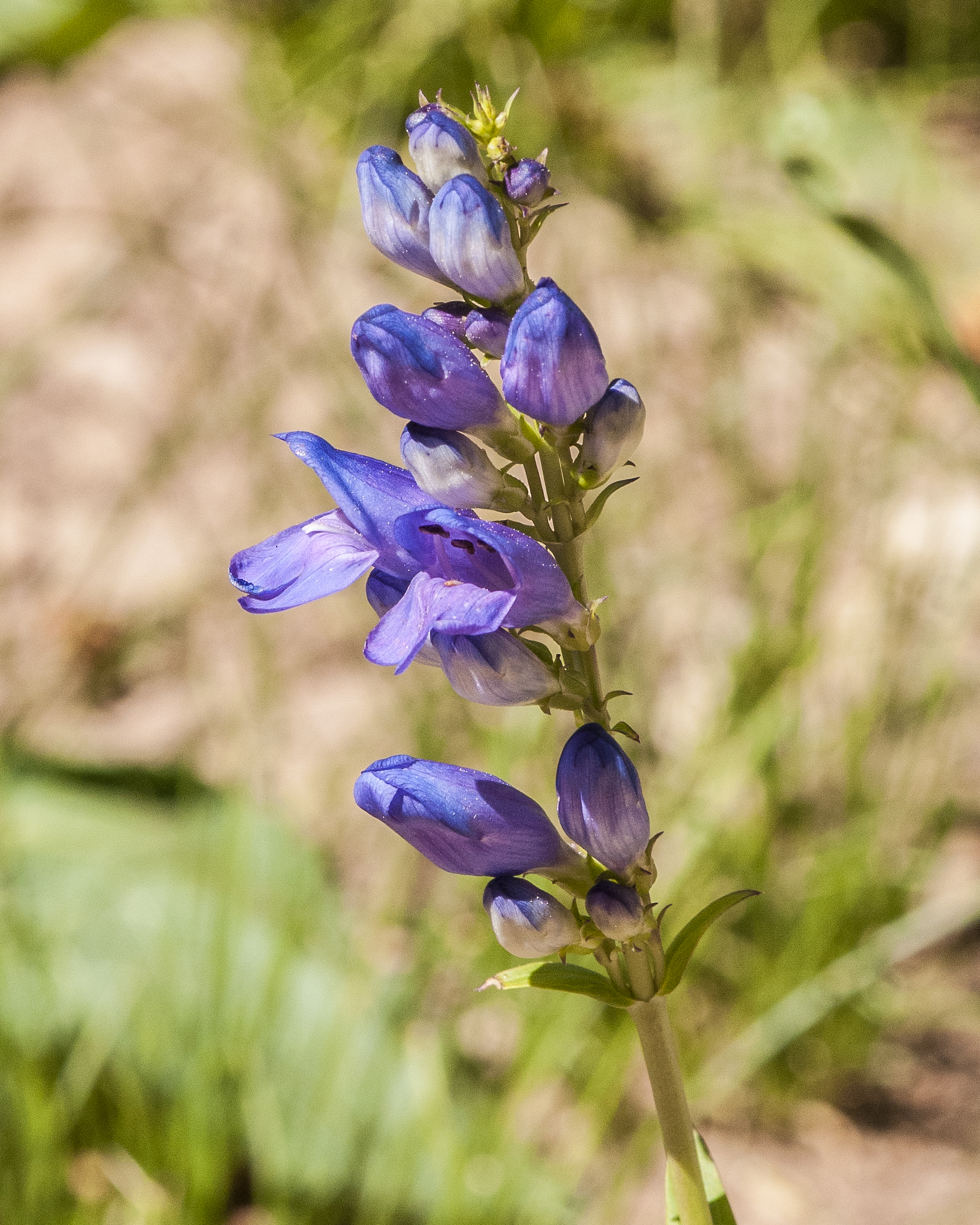 Rocky Mountain Beardtongue Flower