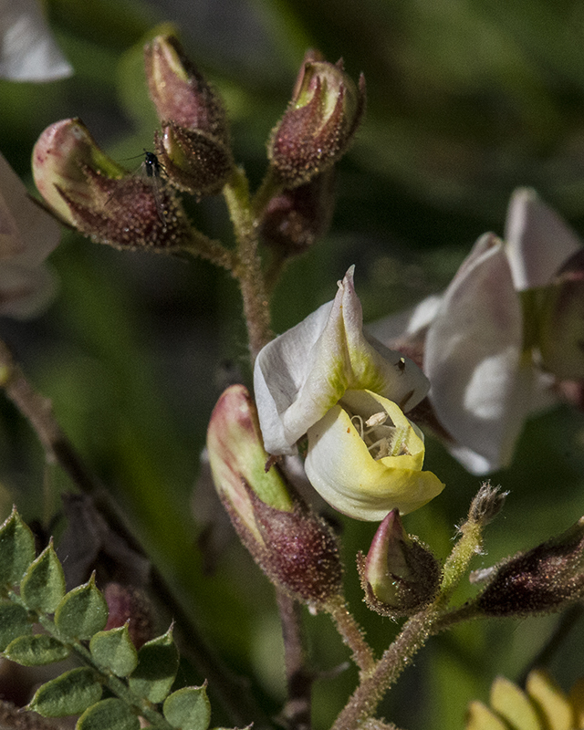 Rosary Babybonnet Flower